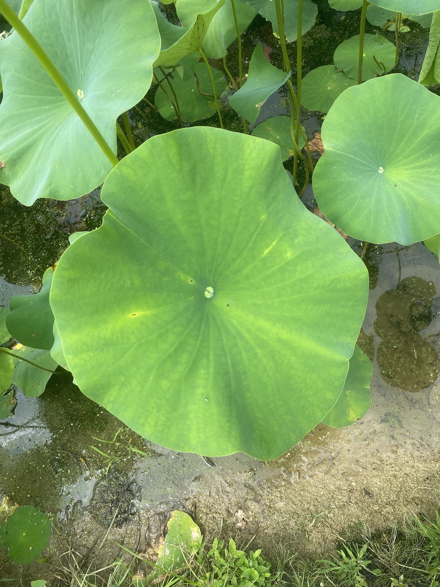 Nelumbo lutea